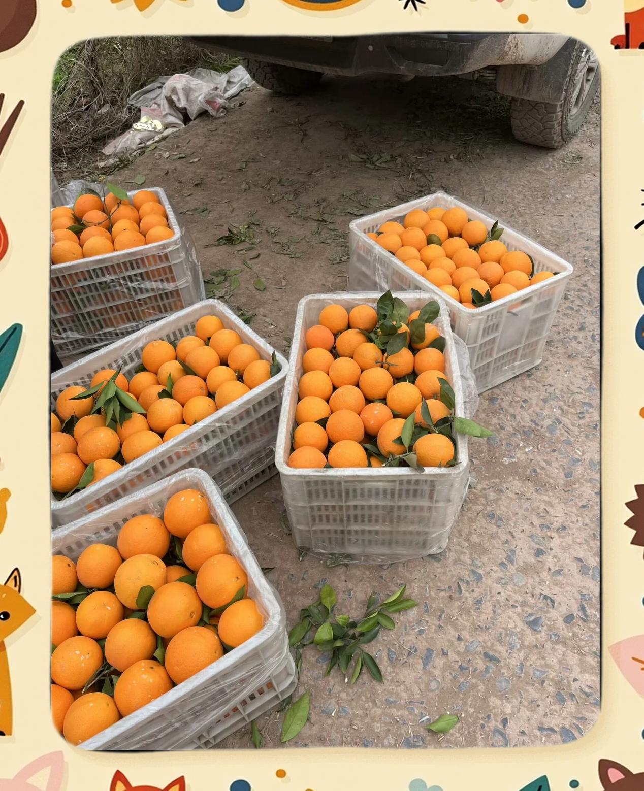 农村物流终于发力！大山里的橙子，48小时直达餐桌