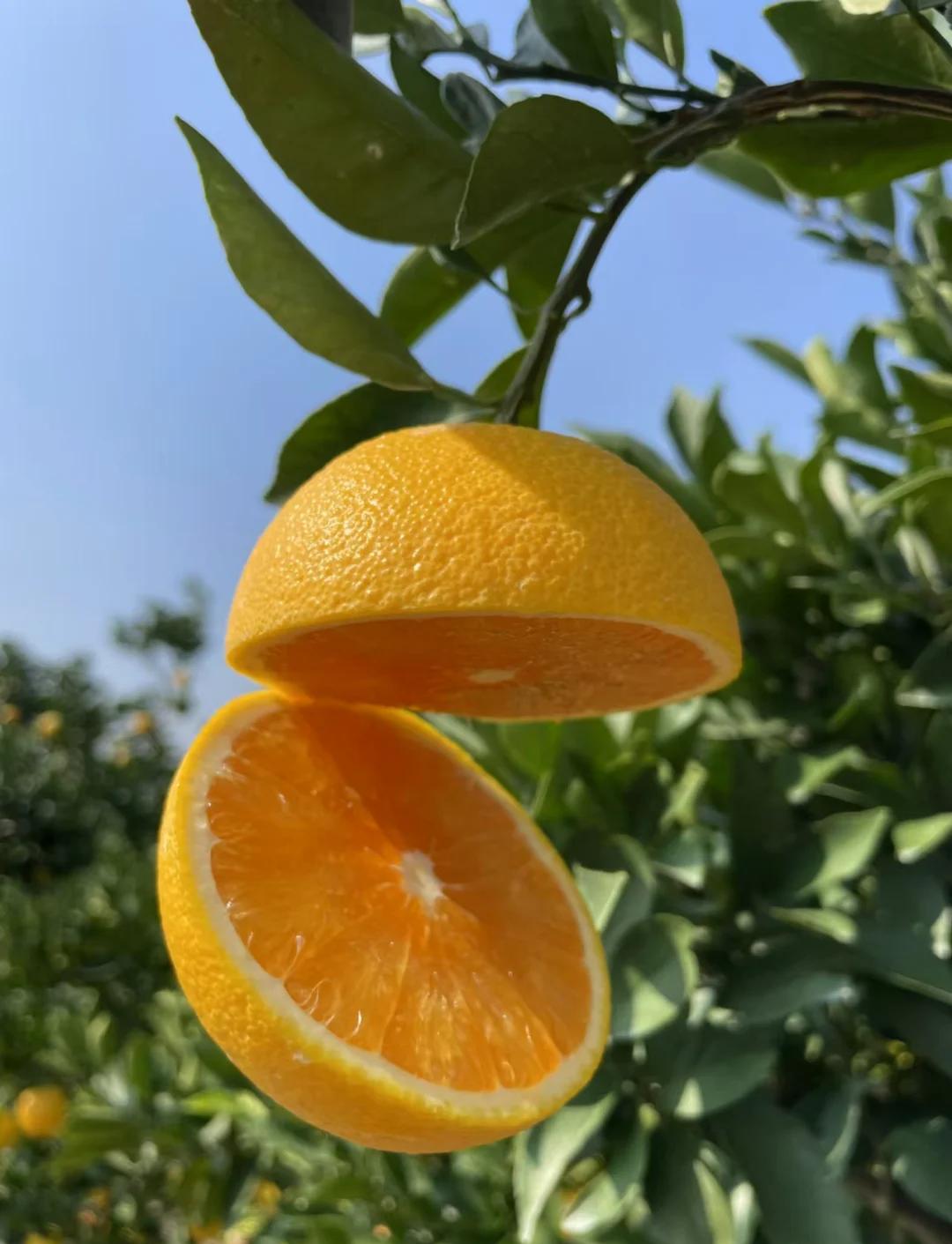 农村物流终于发力！大山里的橙子，48小时直达餐桌