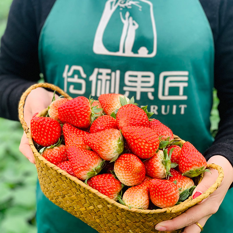 生鲜商家狂喜!新型保鲜物流箱,让草莓保鲜期延长5天 生鲜商家狂喜!新型保鲜物流箱,让草莓保鲜期延长5天