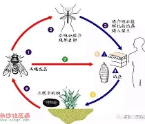 跗骨之蛆有多恶心？对手打越狠反伤越疼的机制